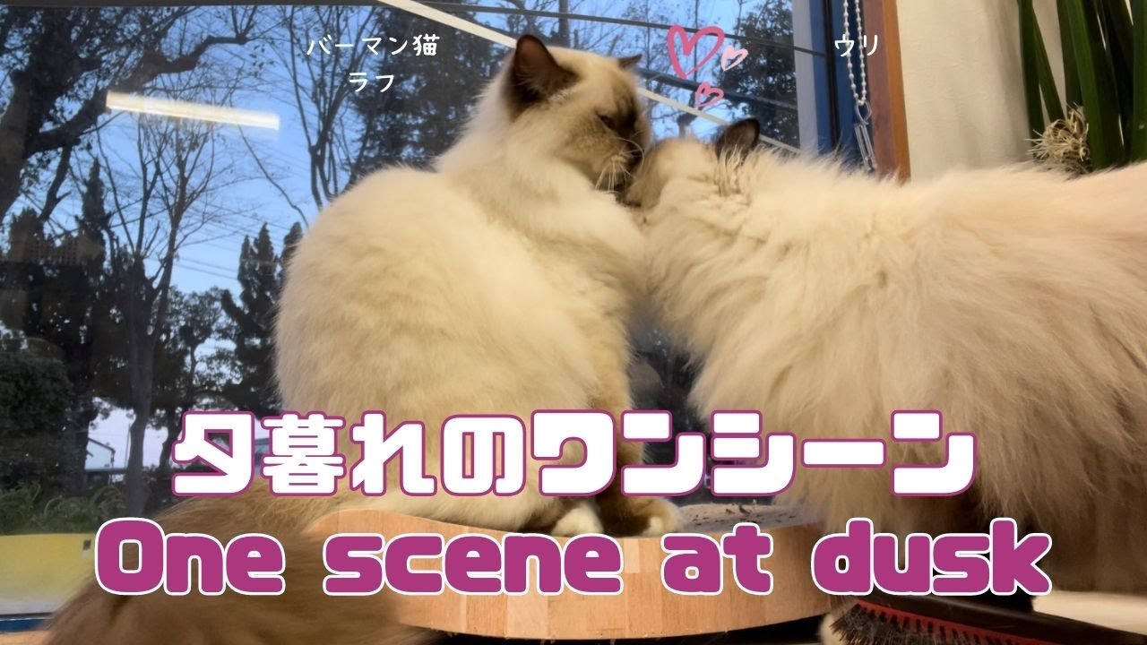 バーマン猫ラフとウリ【夕暮れのワンシーン】One scene at dusk（バーマン猫）Birman/Cat