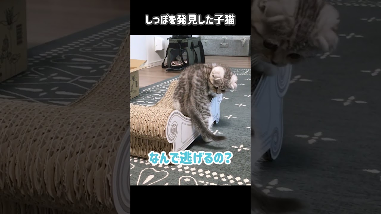 しっぽを見つけた子猫。ずっと見てられる… #shorts［スコティッシュフォールド］