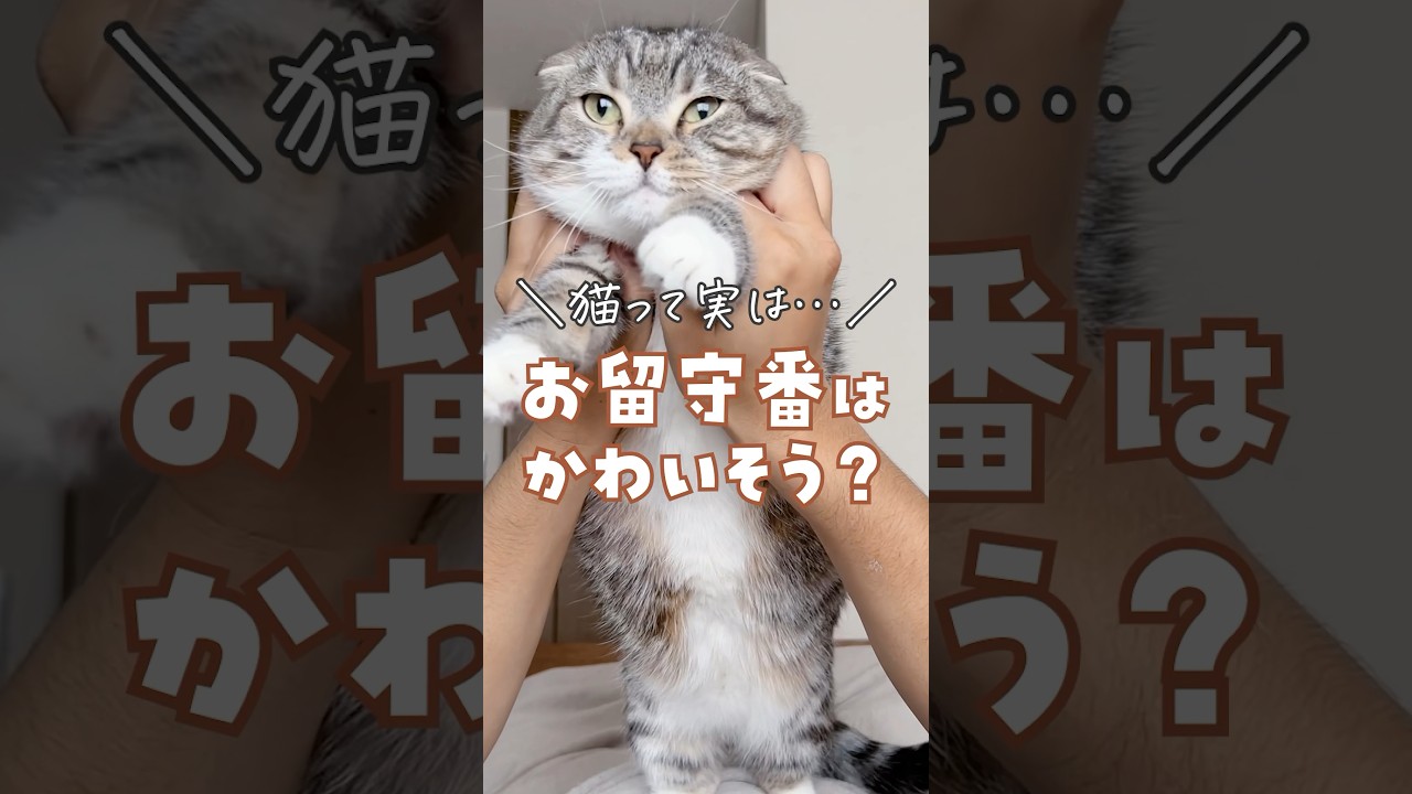 あなたのちゃん猫はどうですか？😿 #猫 #猫のいる暮らし #猫あるある #猫の気持ち