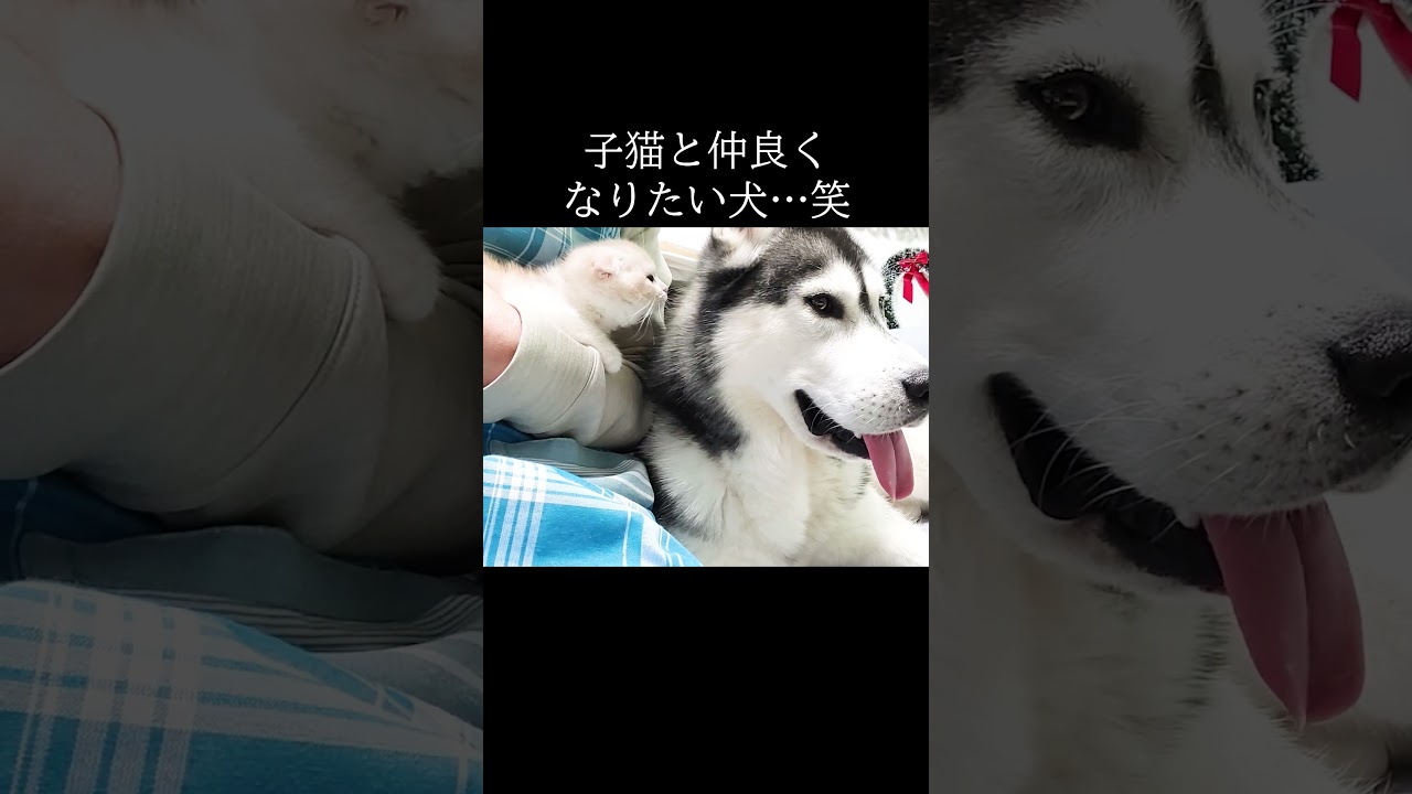 どうしても子猫と仲良くなりたい犬...笑 #shorts