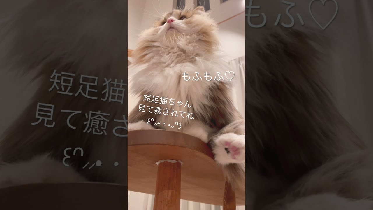肉球が可愛い！もふもふ猫ちゃん見て癒されてね！ #shorts #ミヌエット #ペット #猫のもなか