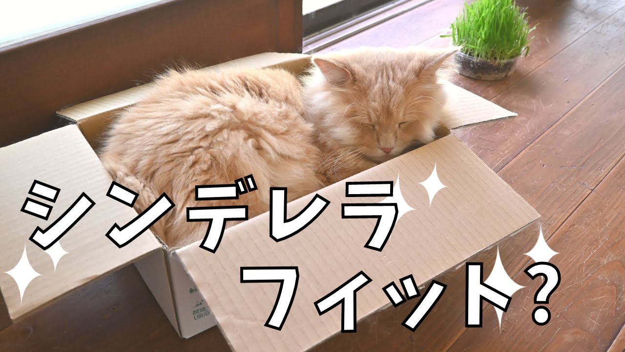 シンデレラフィット？箱入り息子と娘たち【猫・サイベリアン・ノルウェージャン】