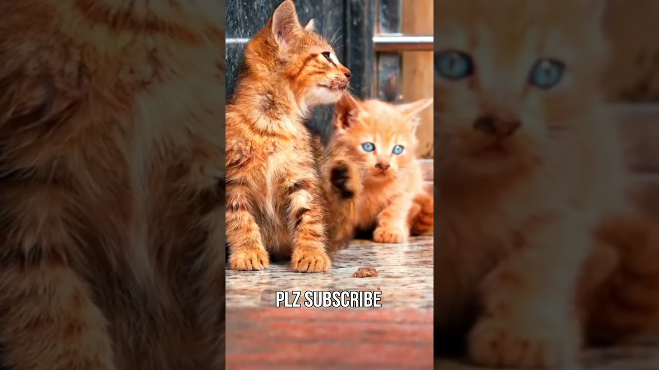 cute cats #shorts #cat #funny #trending