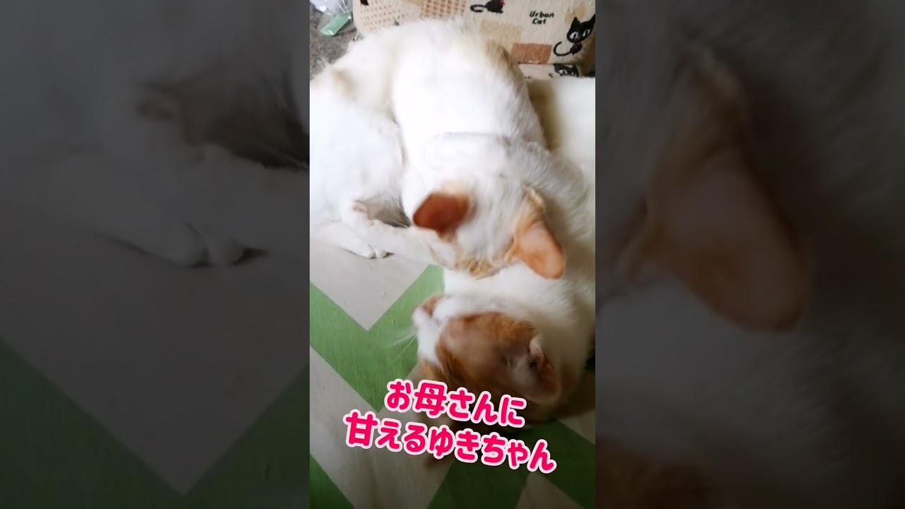 【ねこ動画】子猫ゆきちゃんのボブテイルどあっぷ☆ #shorts #猫 #ボブテイル