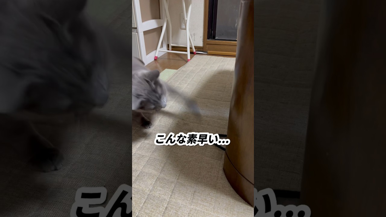 【ロシアンブルー】めろん、素早い猫パンチ🤭【猫】#shorts