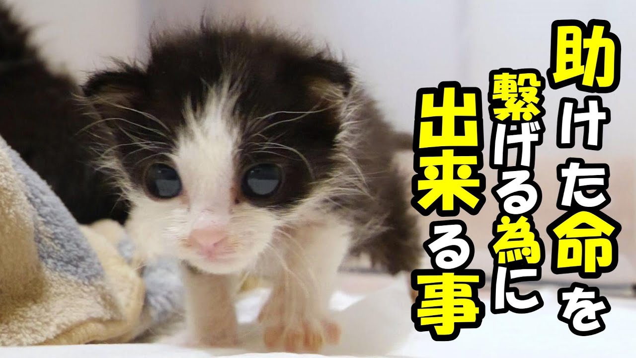 体調不良続く子猫の為に出来る事をやり続ける【赤ちゃん猫　保護猫】