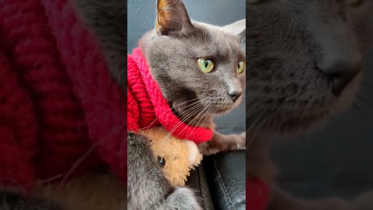 KORAT CAT #shorts