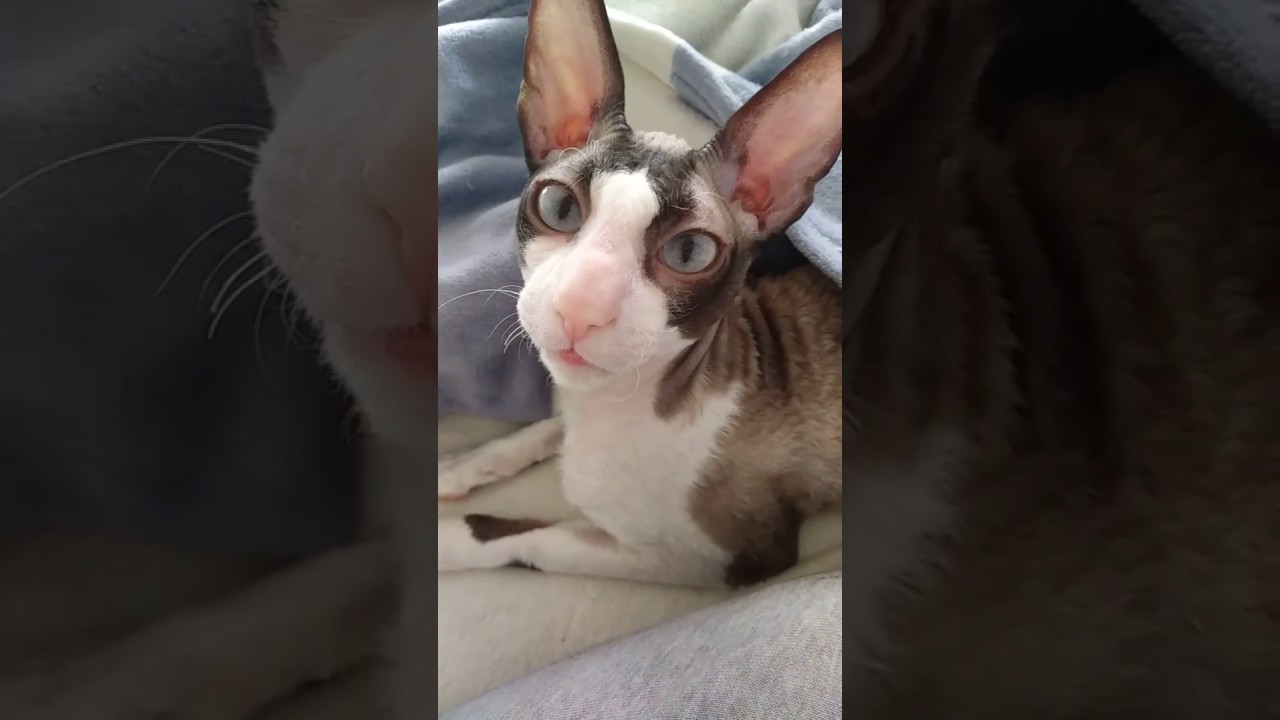 Cornish Rex Ulrico