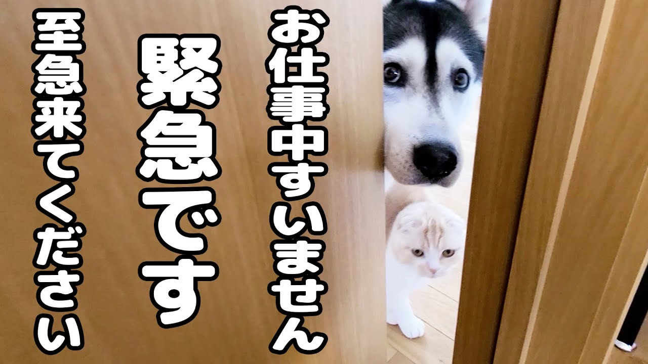 ニャーニャー何かを教えにきた子猫と犬について行ってみた結果...