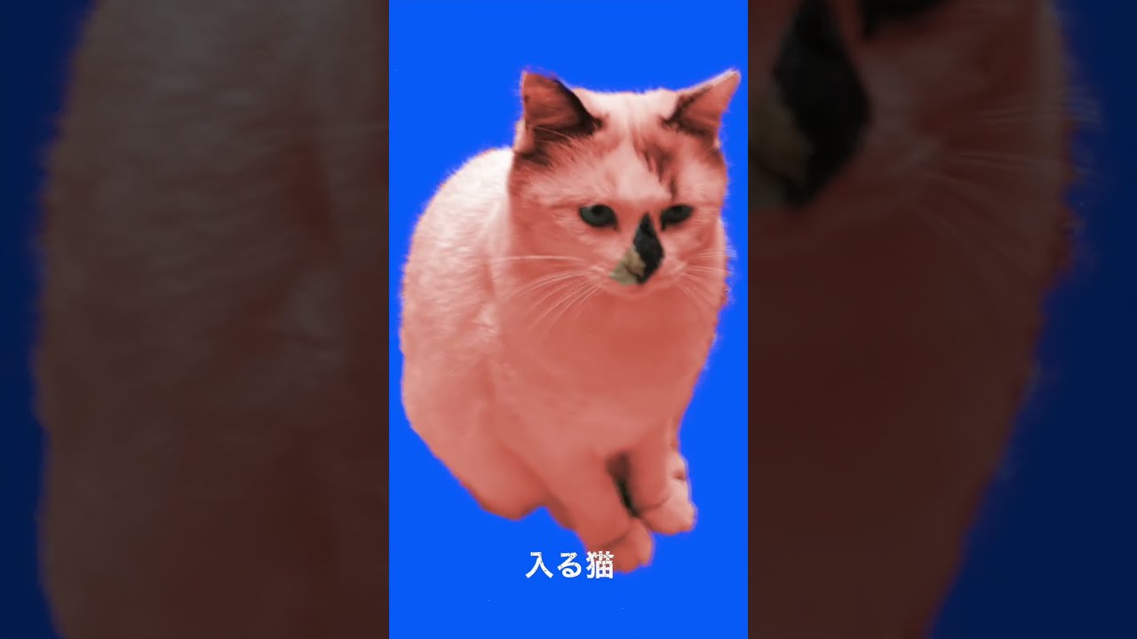 【野良猫】入る猫【保護猫】