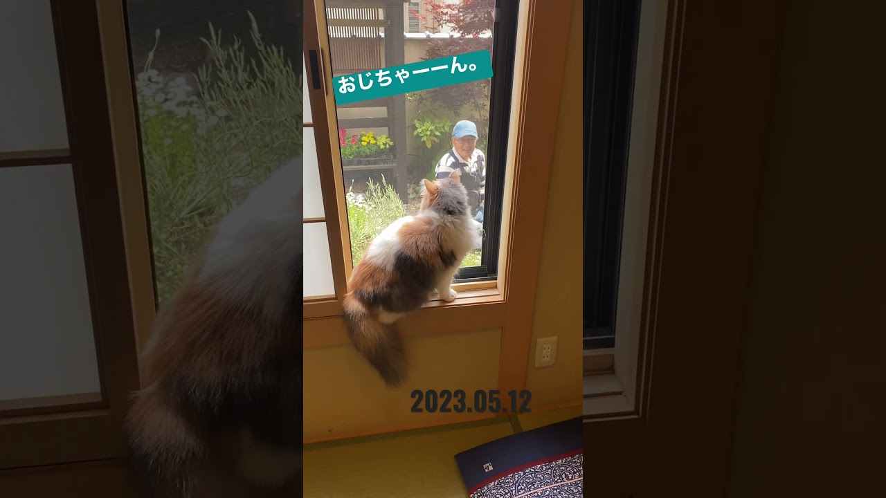 庭師を見張る。【スコティッシュフォールド　伽利】