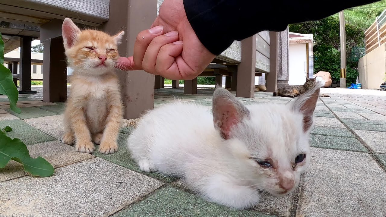 手のひらサイズの子猫ちゃん達が大好きなキジトラお姉ちゃんを追いかける