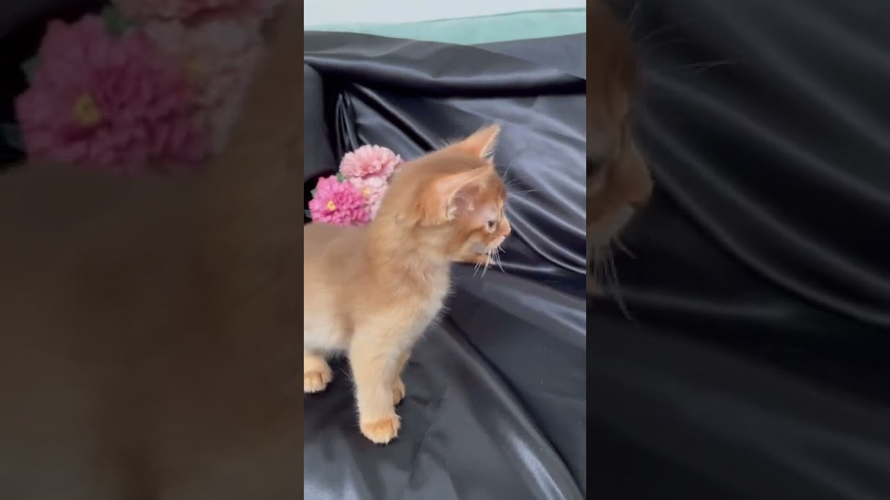 ソマリレッド ジョナゴールド 生後45日Somali kitten, 45 days old