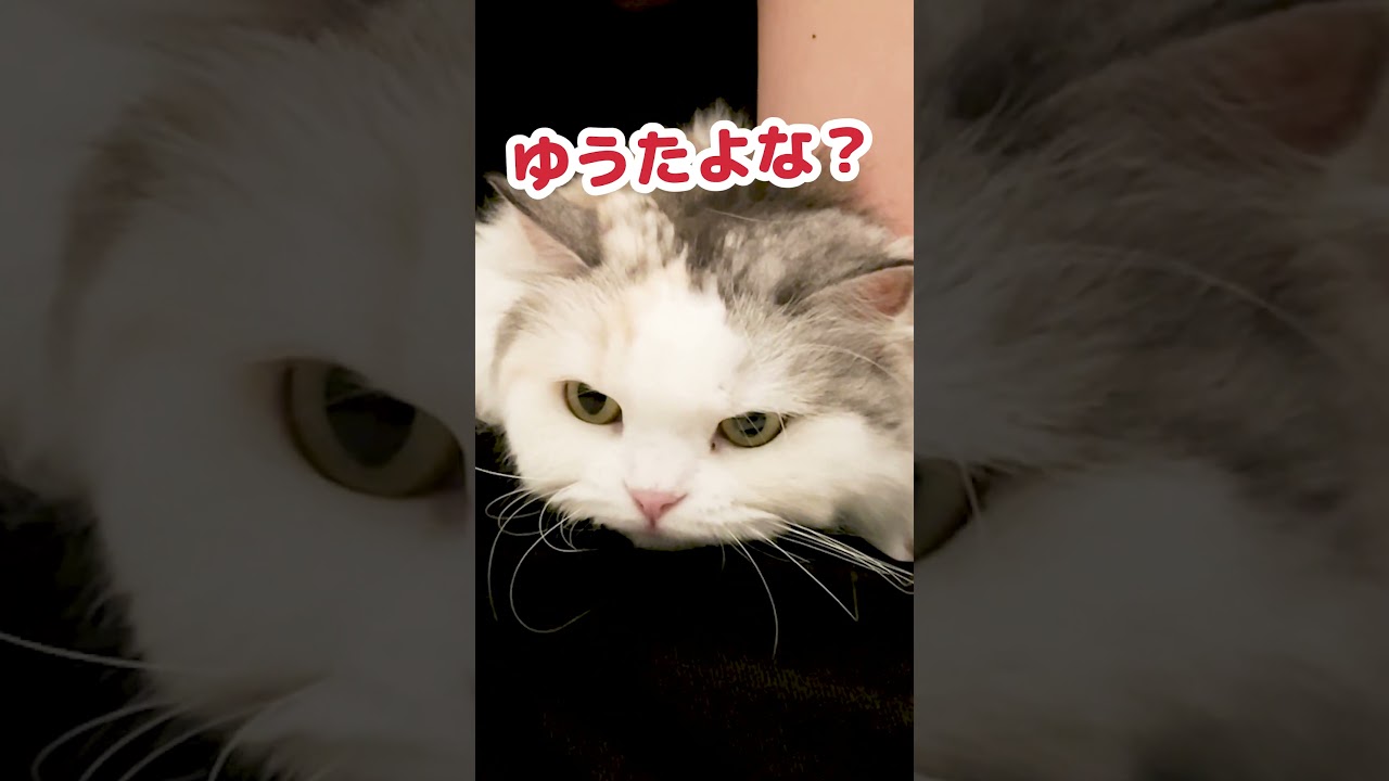 毛玉処理にブチギレる猫 #Shorts