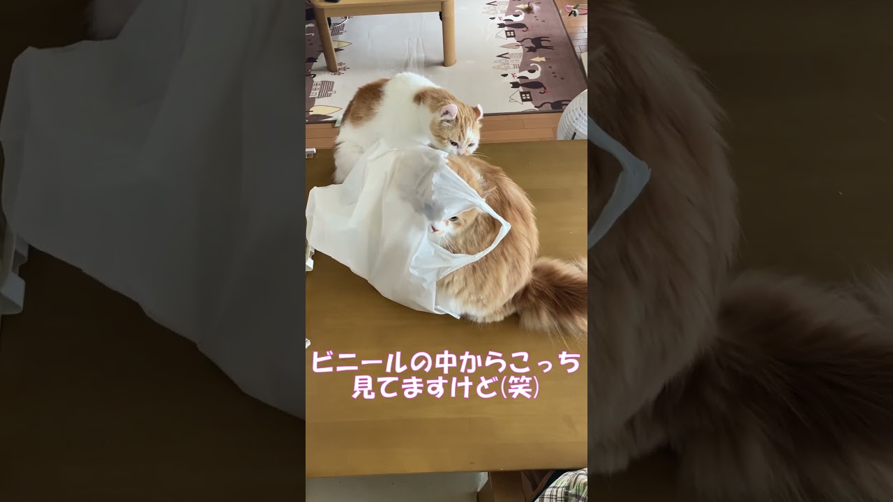 ビニールの中から見えるの？ #shorts  #猫 #アメリカンカール #cat