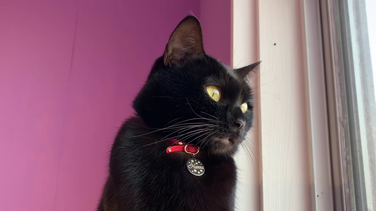 平和な猫達の日常風景☆黒猫ボンベイ