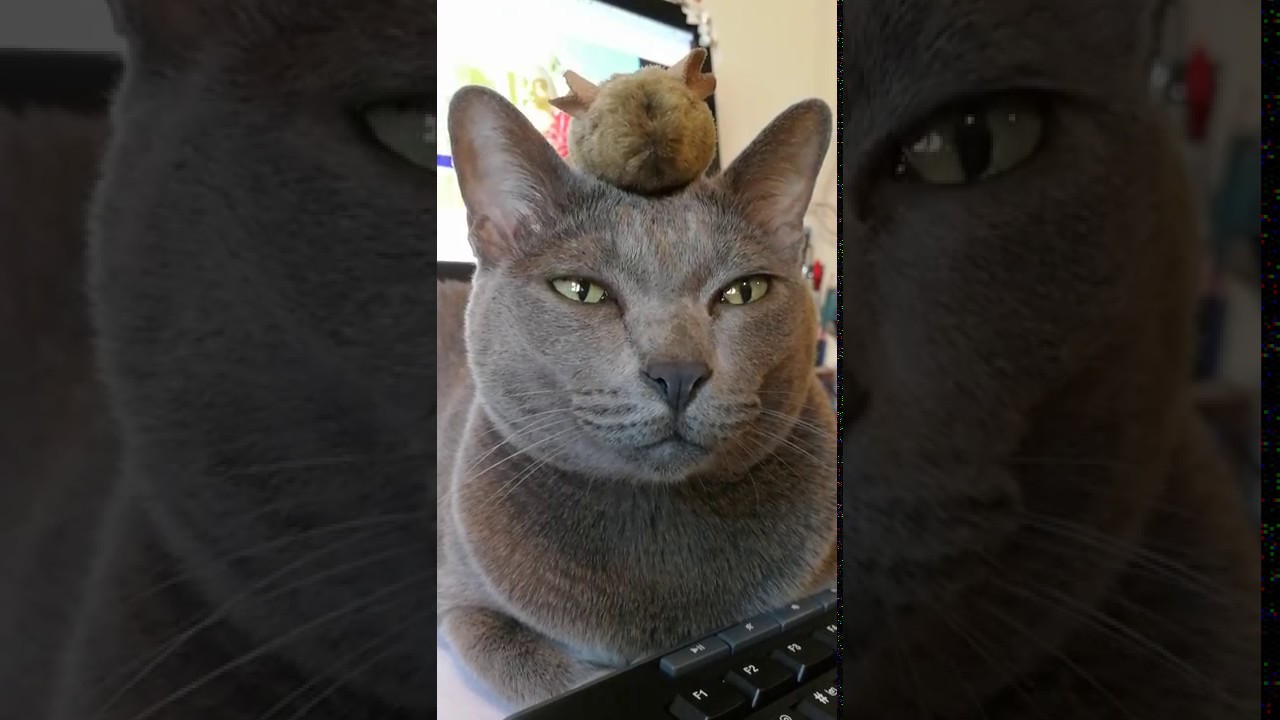 Tiki korat cat practising holding stuff on her head.  ทิกิฝึกเลี้ยงของเล่นบนหัว