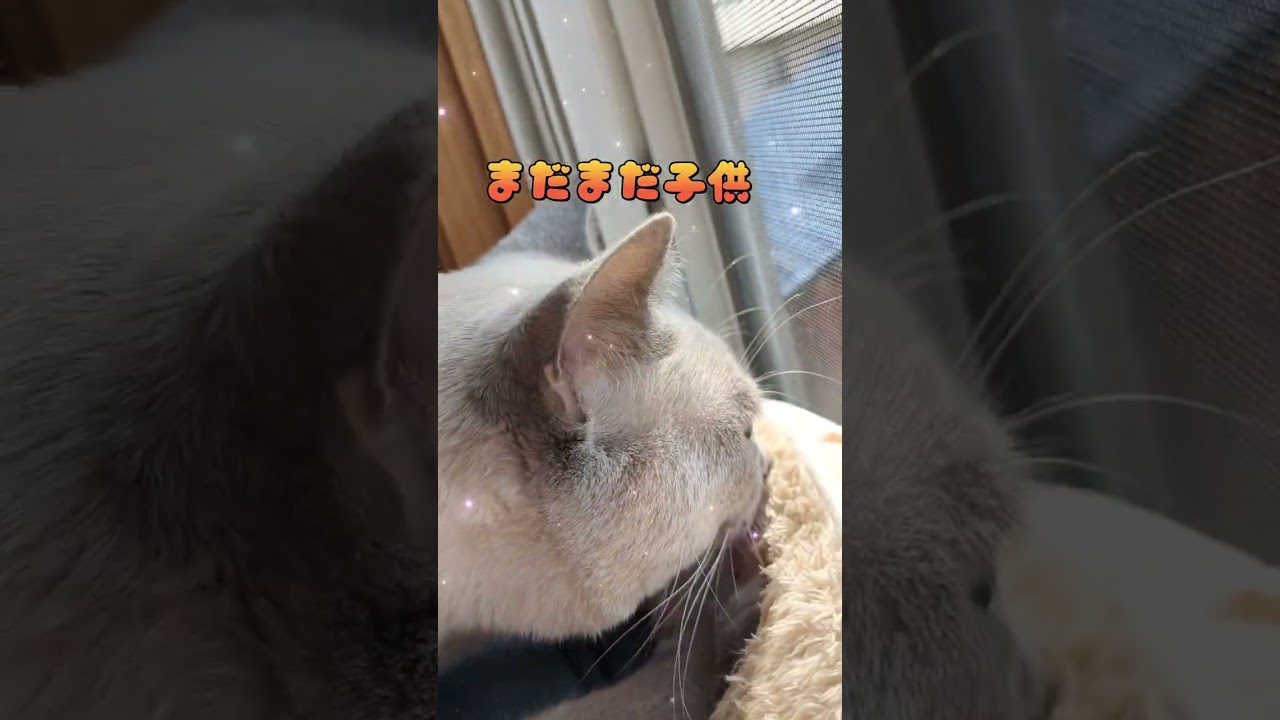 猫のもみもみは。。💗  #ロシアンブルー #russianblue  #猫