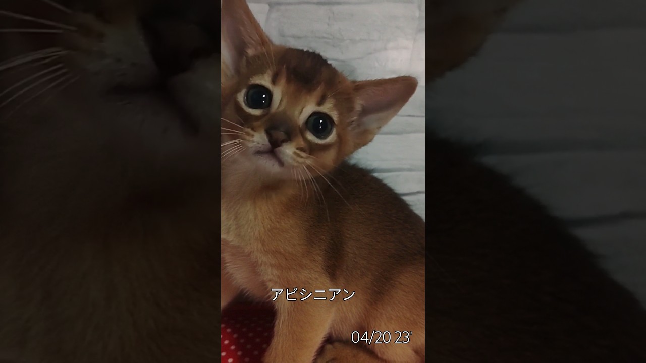 #アビシニアン子猫#ルディ