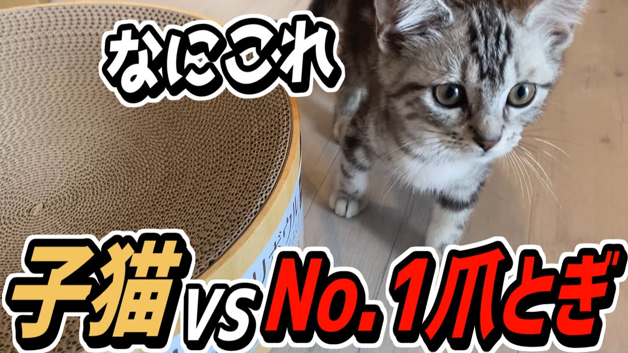 爪とぎを覚えない子猫 VS 売上1位の爪とぎ【テトラ】