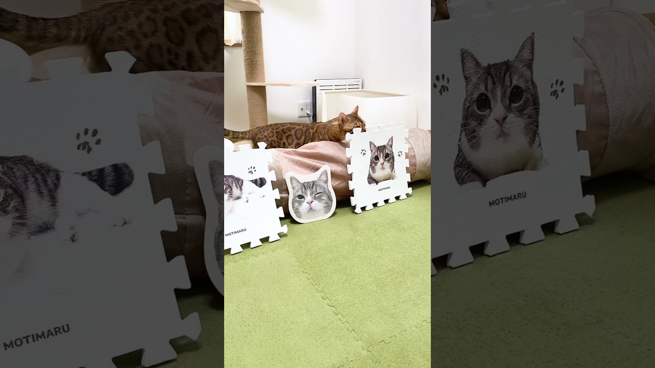 もちまる先輩 のグッズ を見たベンガル猫 の反応 #shorts