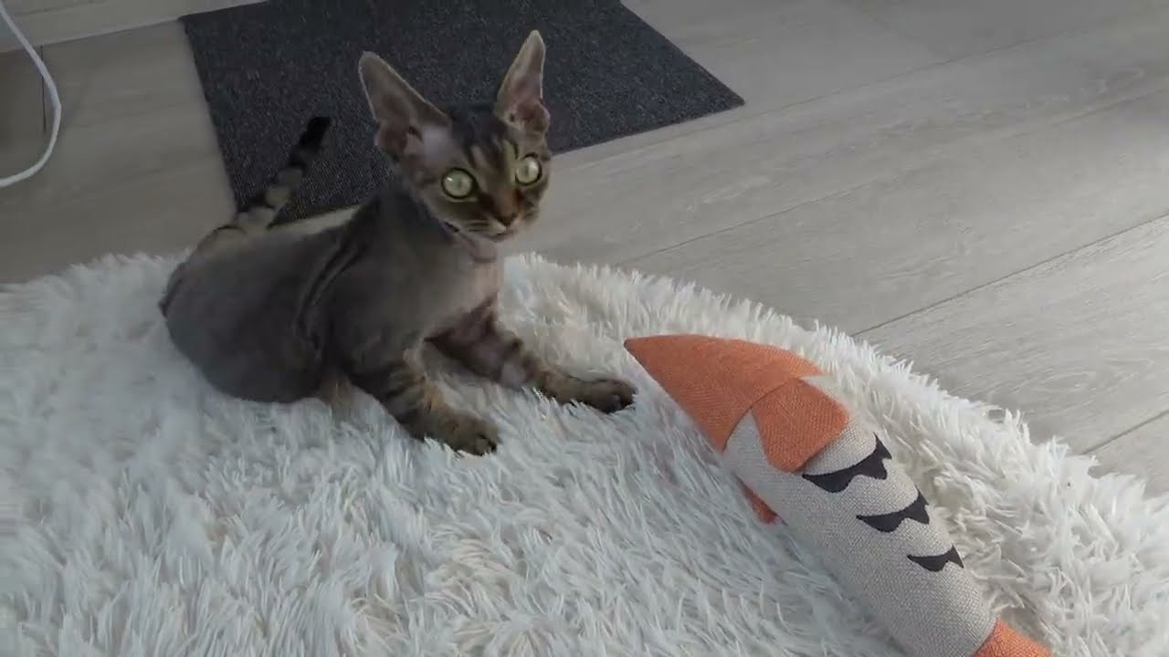 おもちゃを手で持っててあげないと遊んでくれないデボンレックス子猫(Devon Rex kitten playing with a fish-shaped toy)