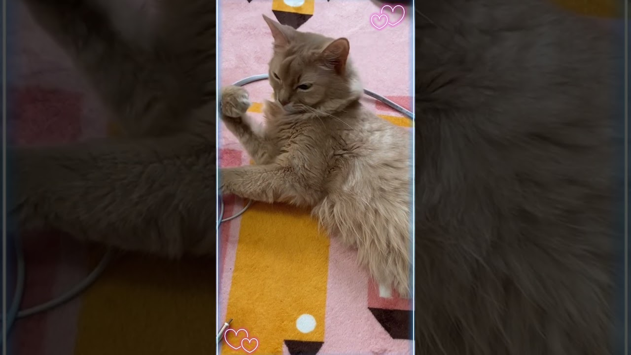 身だしなみは大切に🌟#shorts #猫#ソマリ#毛づくろい