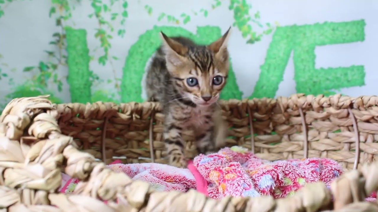 ペットショップcoo&riku No.626822 ベンガル