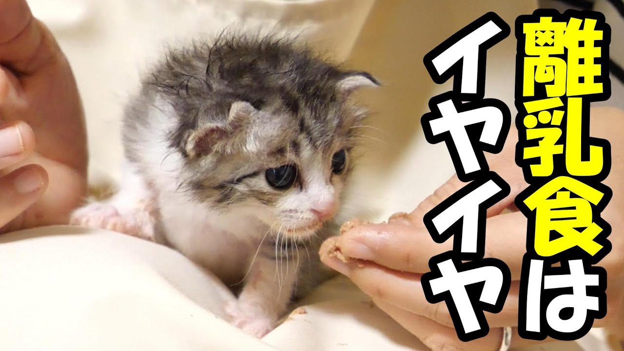 初めて見る離乳食にイヤイヤする子猫【赤ちゃん猫　保護猫】