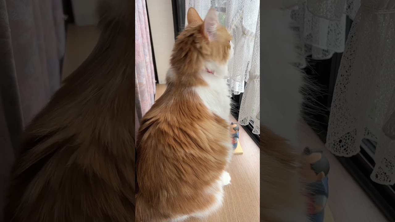 窓辺で遊んでいた猫#shorts 【マリー（メインクーン）】
