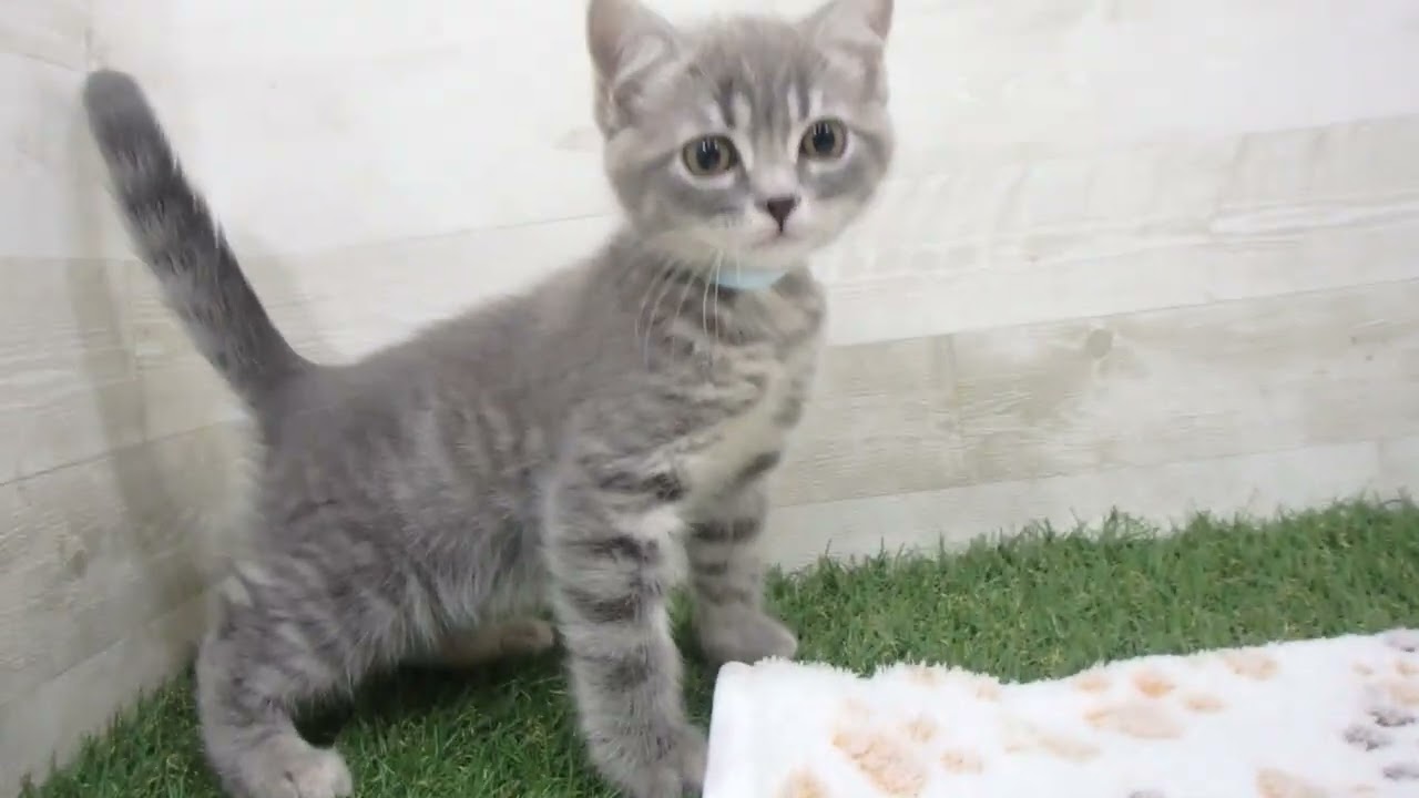 00610996 ブリティッシュショートヘアー