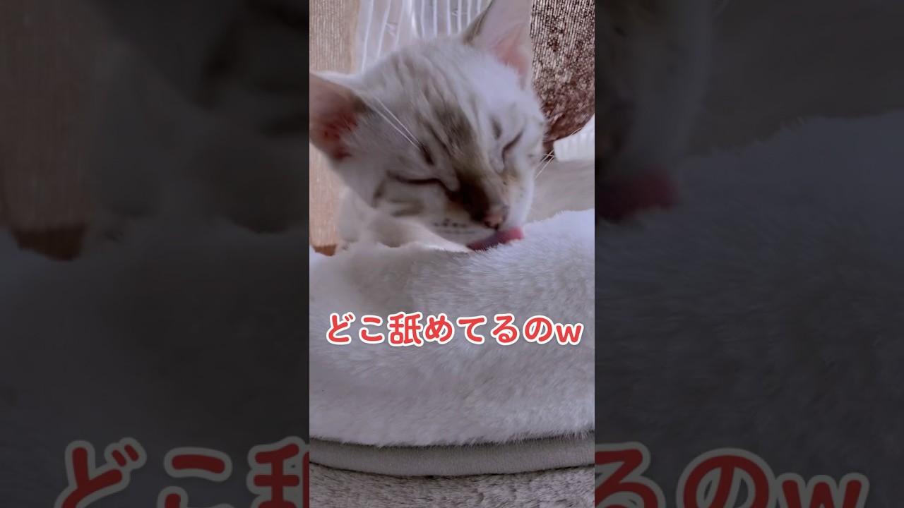 【子猫動画】ホワイトベンガル　生後4ヶ月！　可愛くてごめん！　ベンガル猫　ネコ　ねこ　#cat #bengalcat #ベンガル #ベンガル猫 #ベンガル子猫 #子猫