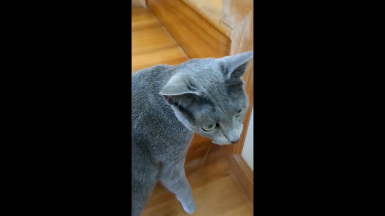 どこまでもついて来る猫🙀💗ことちゃん💕  #ロシアンブルー #russianblue #子猫