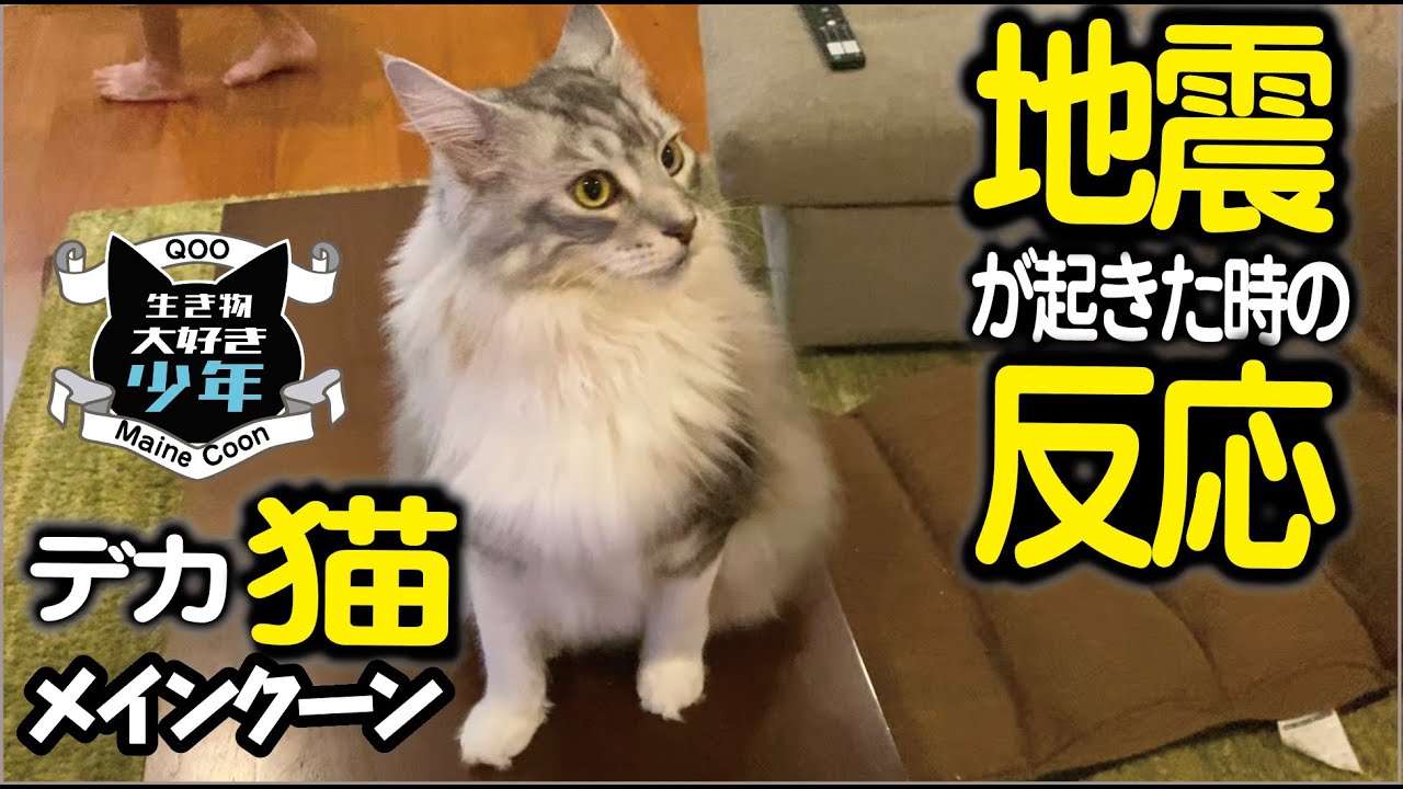 【メインクーン】地震が起きた時の大型猫の反応／ヘラクレスオオカブト