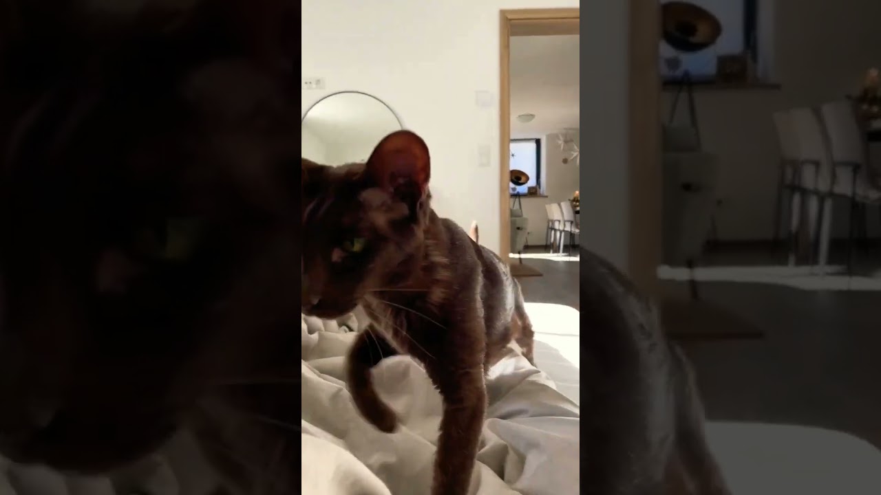 Havana brown needs cuddles 💕🐾 #havanabrown #cats #shorts #youtubeshorts