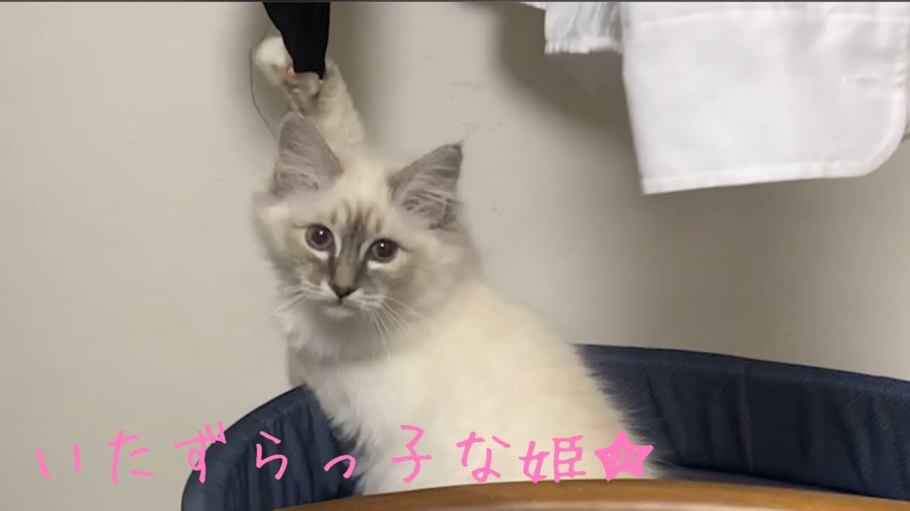 【バーマン】いたずら好きの姫が今日も満足気です…。#猫 #子猫 #バーマン