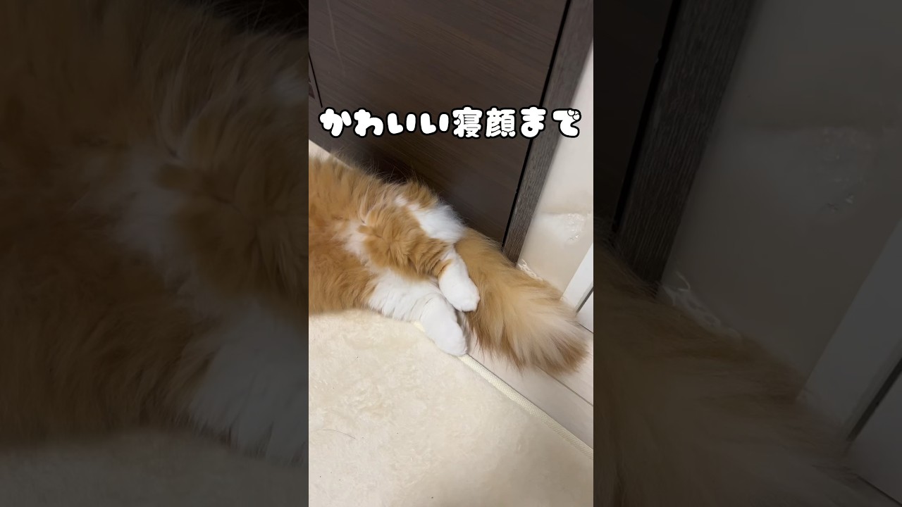 猫のかわいい寝顔🐈🐾 #shorts #猫 #マンチカン #短足マンチカン #cat #munchkin