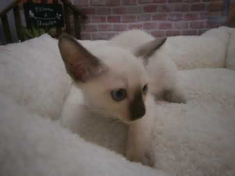 635222 トンキニーズ