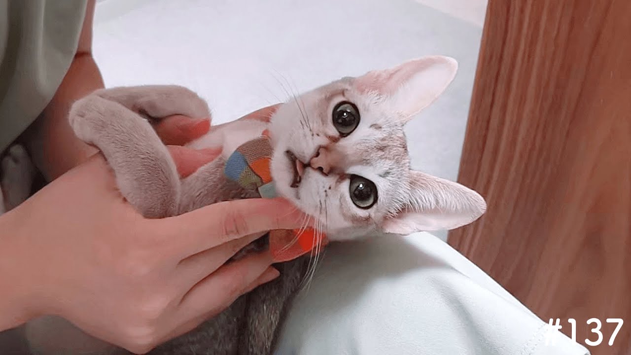 ルルはお風呂と歯磨きを頑張りました！【シンガプーラ】