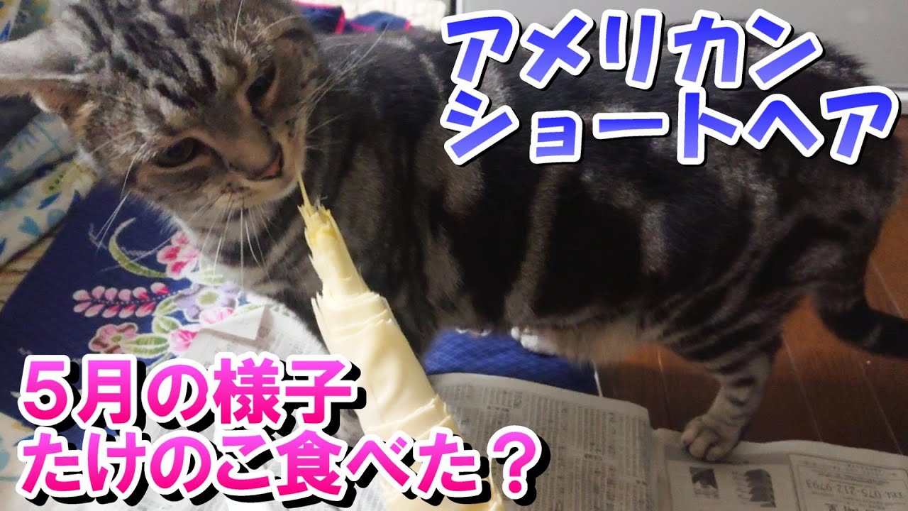 猫と過ごす５月の様子（アメリカンショートヘア）