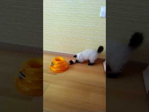 ヒマラヤン 【シールポイント】甘えん坊でいつもスリスリしてきます