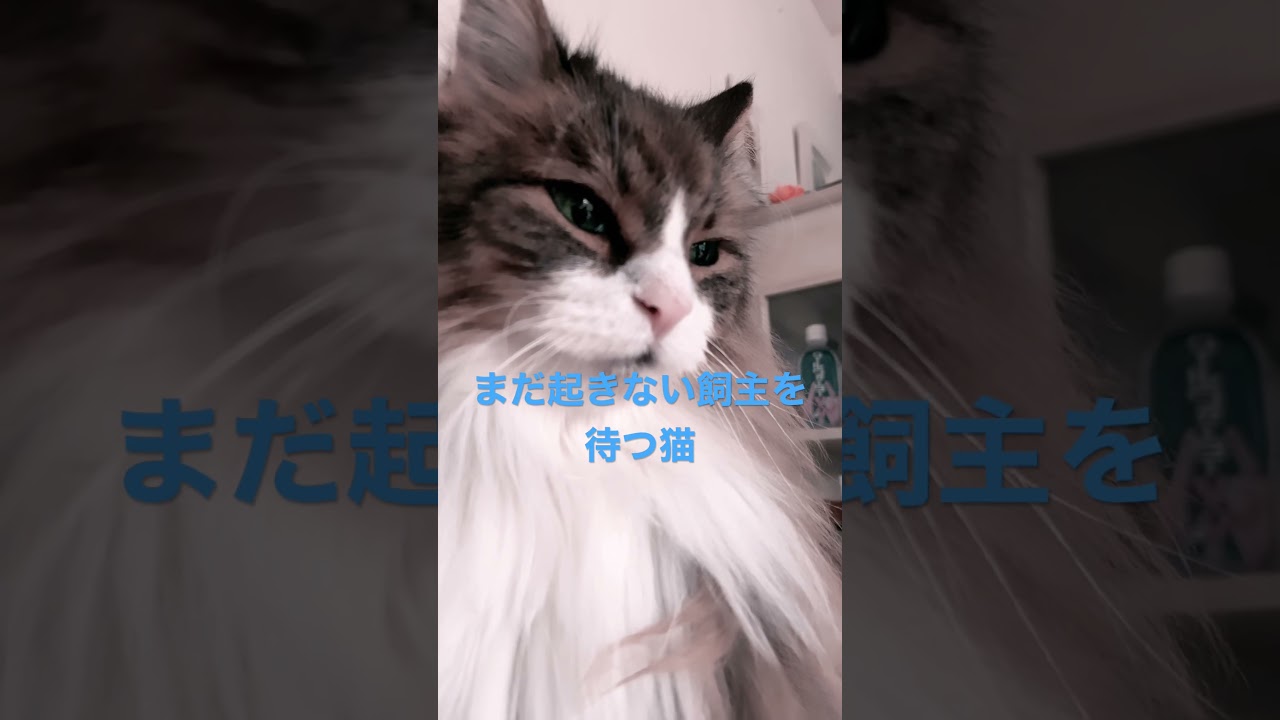 #cat #cats #ノルウェージャンフォレストキャット #shortsvideo #猫動画 #猫 #かわいい猫 #大型猫 #猫との暮らし #shorts