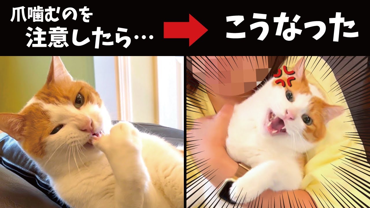 爪を噛む猫を注意したら大変なことになりました【関西弁でしゃべる猫】