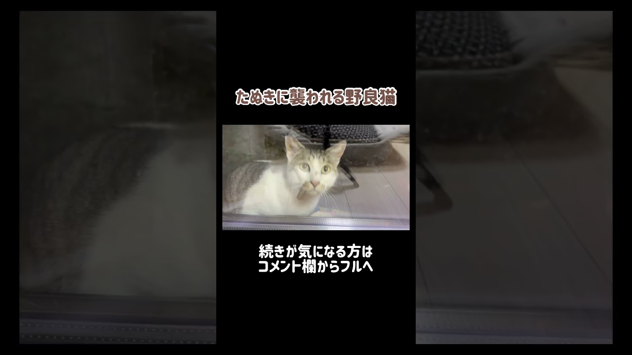 たぬきに襲われてる野良猫を一時的に保護 #shorts