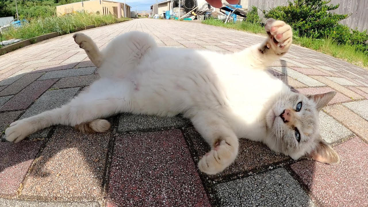 可愛いシャム猫をモフっていたら、発情した猫が乱入してパニックになった