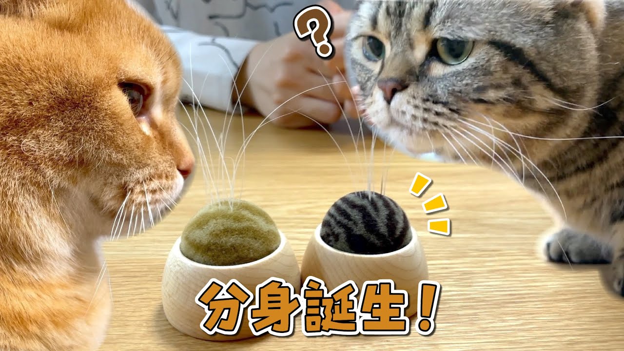 愛猫の分身が作れちゃう最強アイテムが可愛すぎました…！