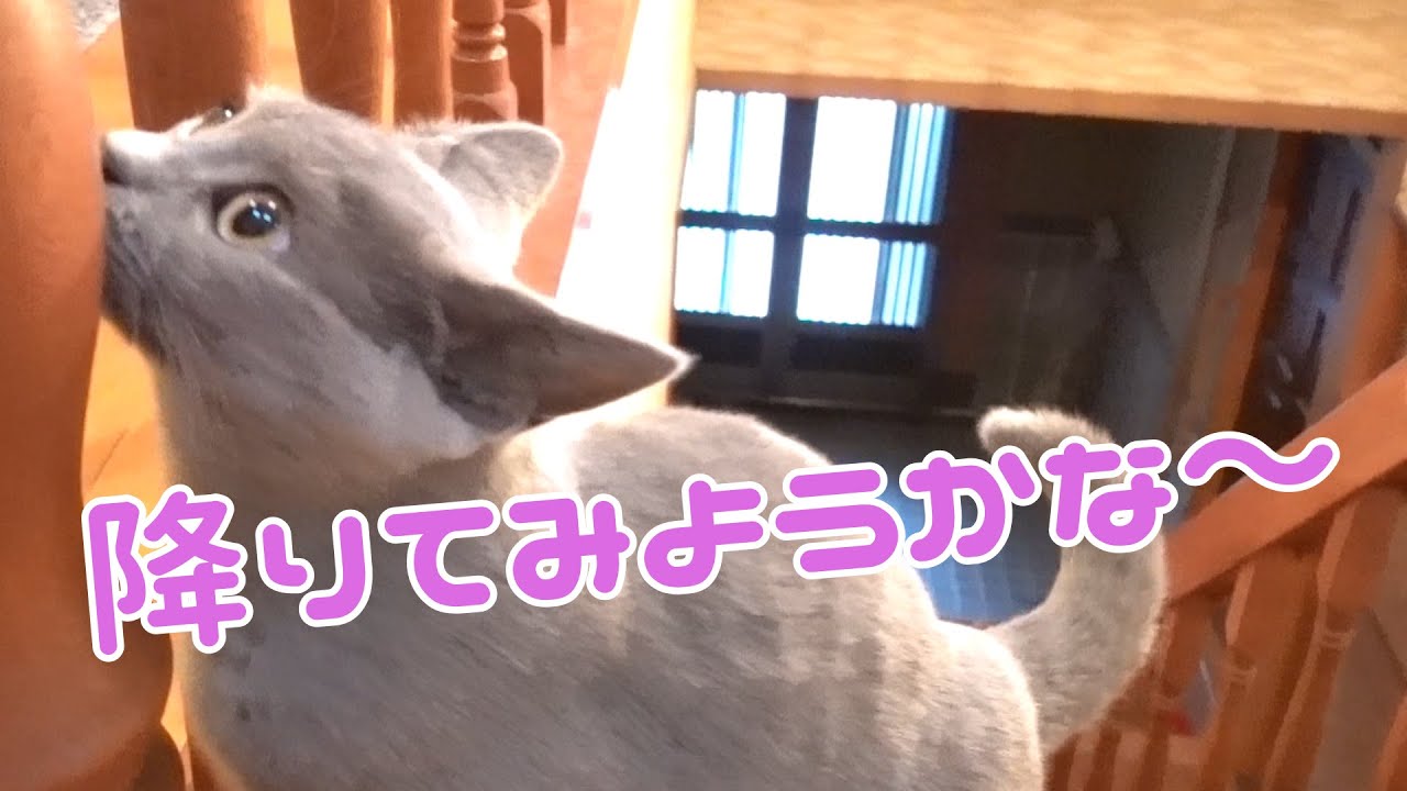 トラウマを克服して猫のシャルトリューが一階へ♪          【Chartreux】