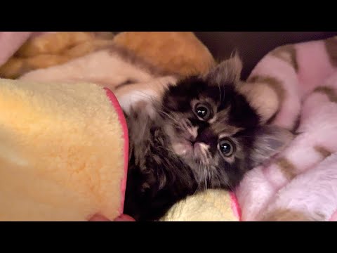 なかなか寝ないかわいい子猫が最後は…【預かり中の保護猫】