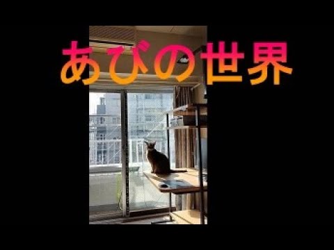 ネコ動画あび＃1536　あびの毎日　アビシニアン　あび