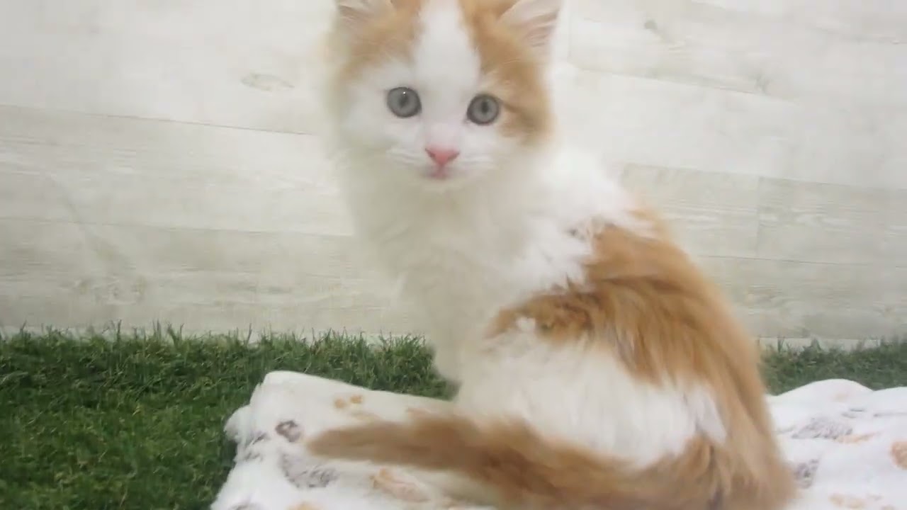 Coo&RIKU　No00635636 ノルウェージャン・フォレストキャット